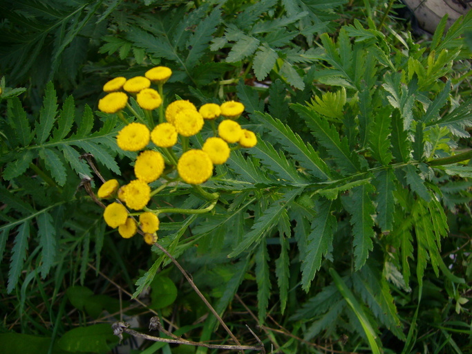 Image of common tansy