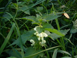 Image of white deadnettle