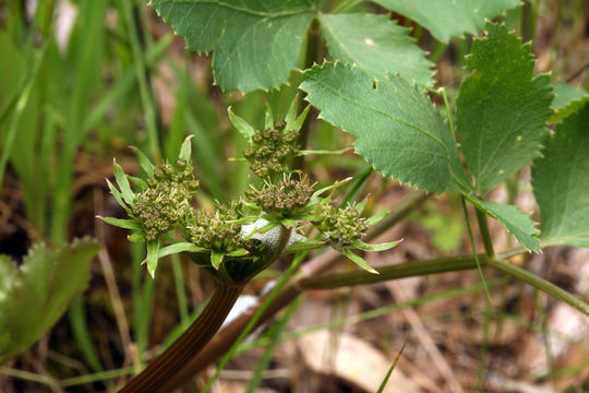 Image de Tauschia hartwegii (A. Gray) J. F. Macbr.