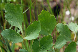 Image of Hartweg's umbrellawort