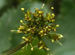 Слика од Tauschia hartwegii (A. Gray) J. F. Macbr.