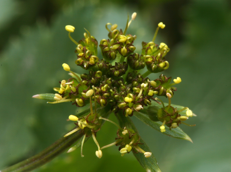 Слика од Tauschia hartwegii (A. Gray) J. F. Macbr.