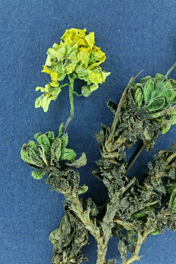 Image of sweetwater draba