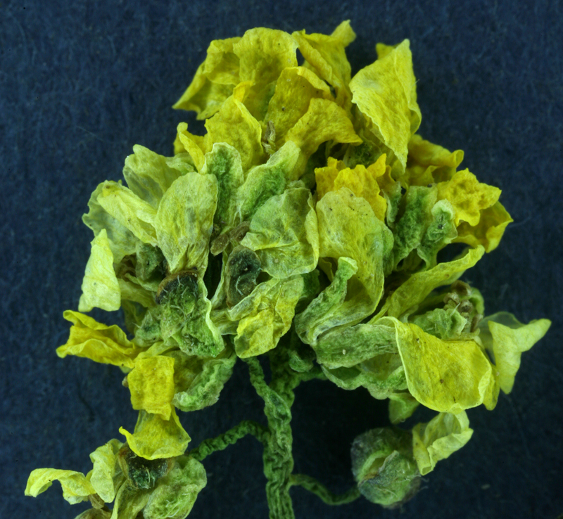 Image of sweetwater draba