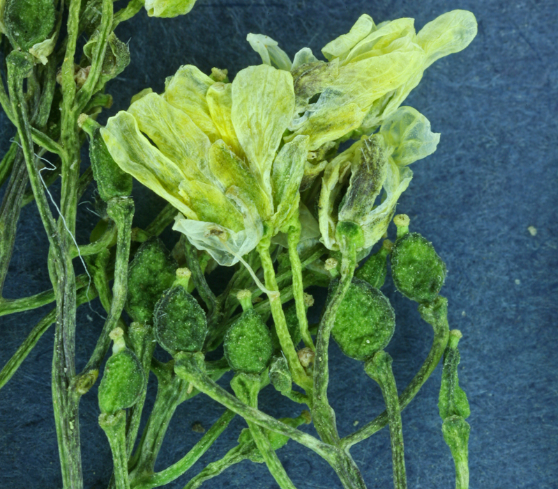 Image of sweetwater draba