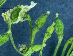 Image of sweetwater draba