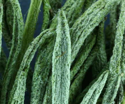 Image of hoary groundsel