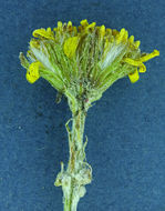 Image of hoary groundsel