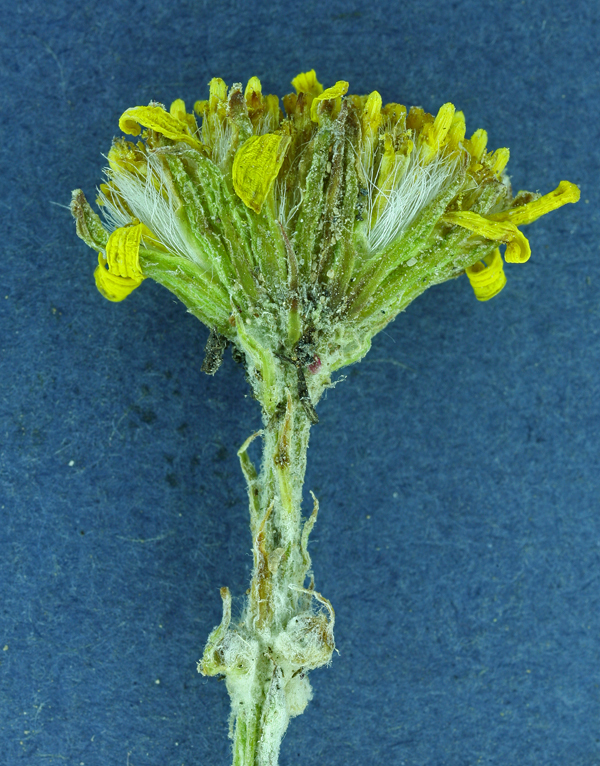 Image of hoary groundsel