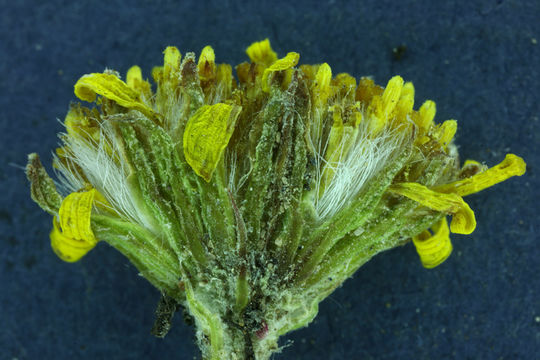 Image of hoary groundsel