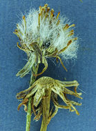 Image of hoary groundsel