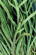 Image of Cooper's rubberweed