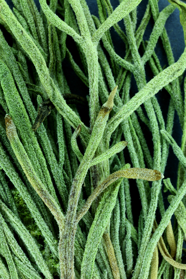 Image of Cooper's rubberweed