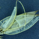 Image de Anelsonia eurycarpa (A. Gray) J. F. Macbr. & Payson