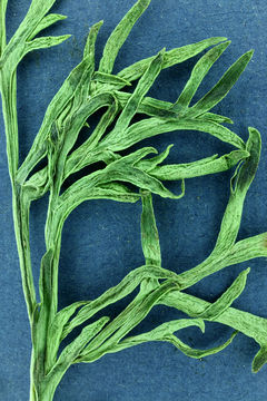 Image of boreal sagebrush