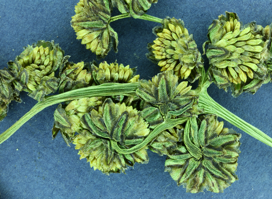 Image de Artemisia norvegica subsp. saxatilis (Bess.) H. M. Hall & Clem.