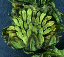 Image of boreal sagebrush