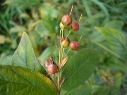 Imagem de Lysimachia vulgaris L.