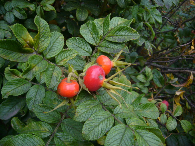 Image of japanese rose