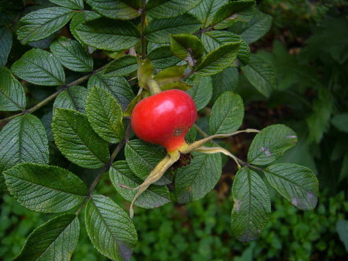 Image of japanese rose