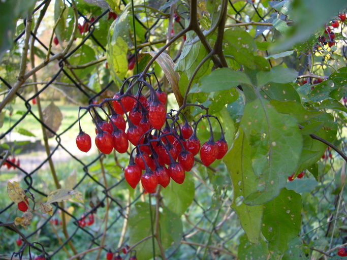 Image of bittersweet, woody nightshade