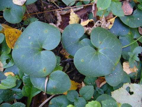 Image of European wild ginger