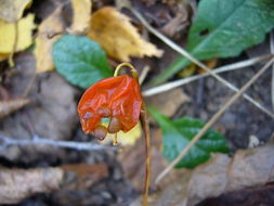 Image of Lily-of-the-valley