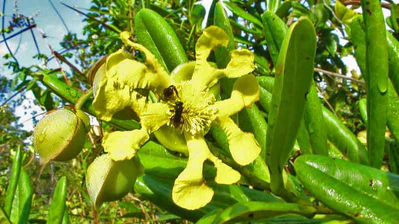 Image of Davilla sessilifolia Fraga