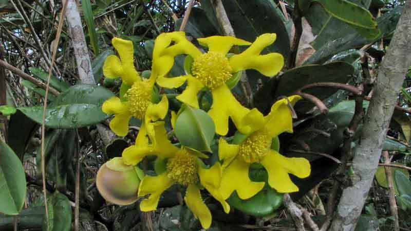 Image of Davilla sessilifolia Fraga