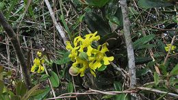 Image of Davilla sessilifolia Fraga