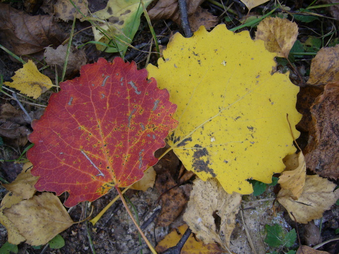 Image of Common Aspen