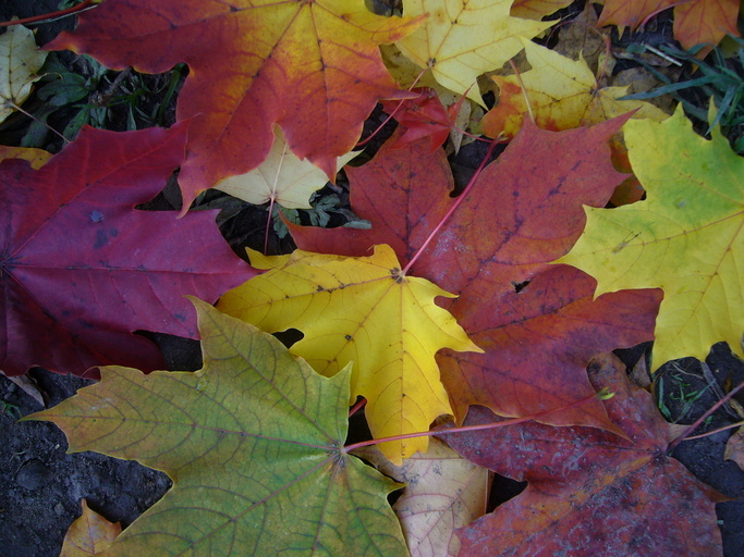 Image of Norway Maple