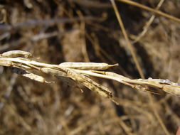 Image of black mustard