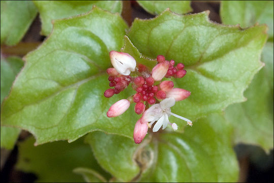 Image of Alpine enchanter’s-nightshade