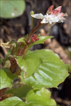 Image of Alpine enchanter’s-nightshade