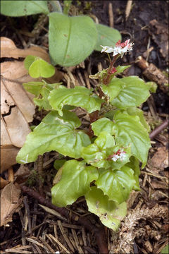 Image of Alpine enchanter’s-nightshade