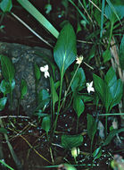 Viola primulifolia var. occidentalis A. Gray resmi