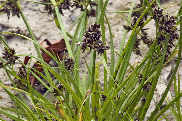 Image of Brown Galingale