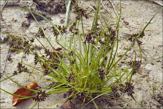 Image of Brown Galingale