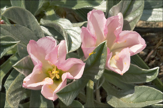 Image de Convolvulus lineatus L.