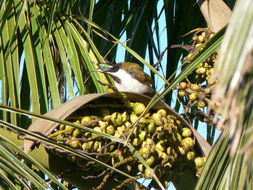 Image of Blue-faced Honeyeater