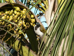 Image of Blue-faced Honeyeater