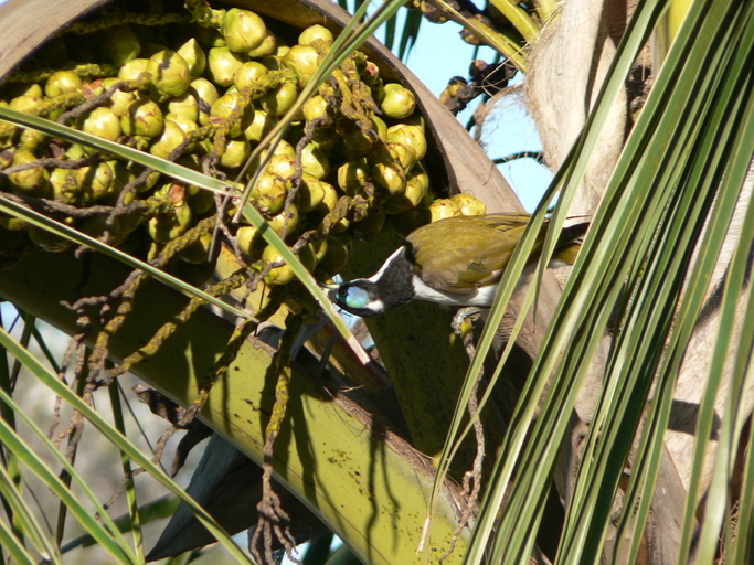 Image of Blue-faced Honeyeater