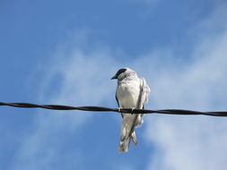 Image of Black-faced Cuckoo-shrike