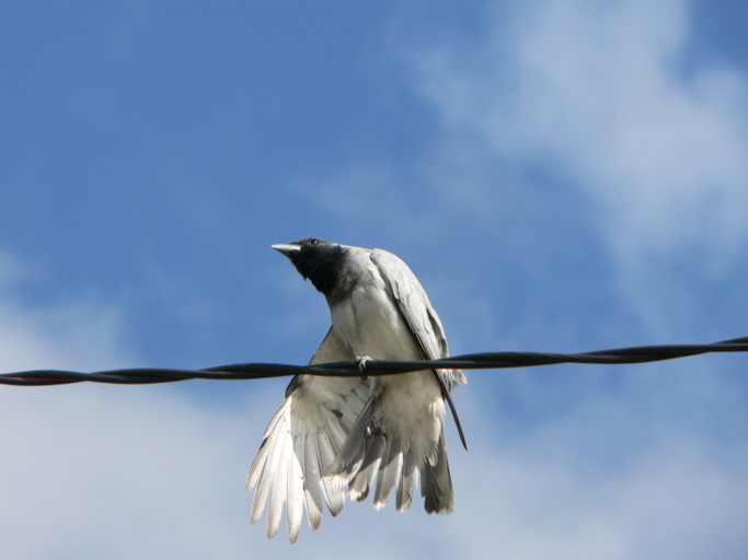 Image of Black-faced Cuckoo-shrike