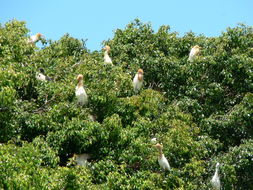 Image of Eastern Cattle Egret