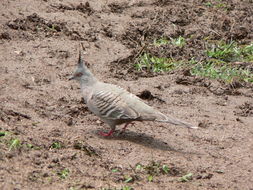 Image of Crested Pigeon