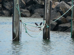 Image of Eastern Reef Egret