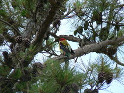 Image of Eastern Rosella