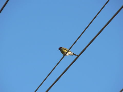 Image of Green Figbird